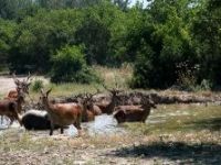 Sıcaktan bunalan geyiklerin havuz sefası