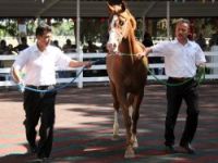 Tay satışından 1 buçuk milyon lira gelir
