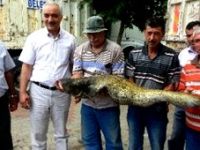 20 kiloluk yayın balığını elleriyle yakaladı
