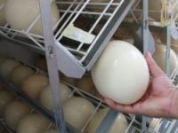 Bu yumurta ile 15 kişiye omlet yapılabiliyor